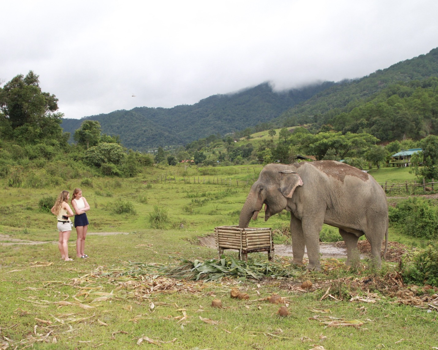 big boy elephant sanctuary visitor