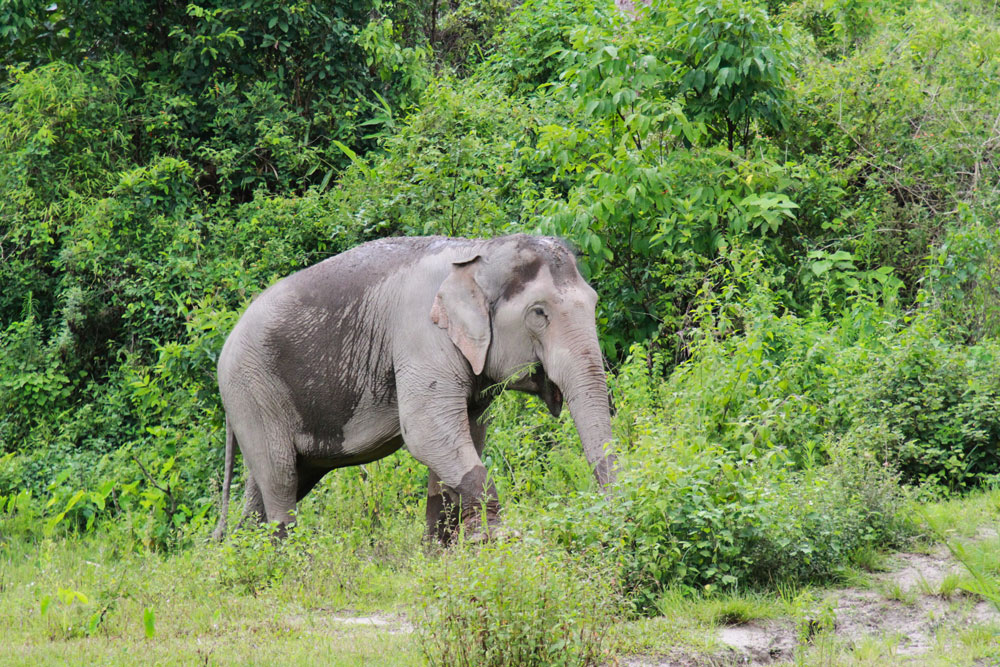 Day for Elephant Half-Day Morning